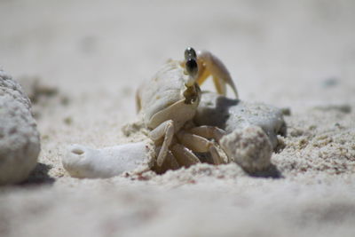 Close-up of crab on sand at beach