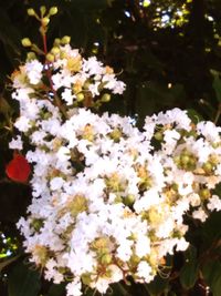 Close-up of white flowers blooming outdoors