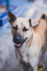 Close-up portrait of dog