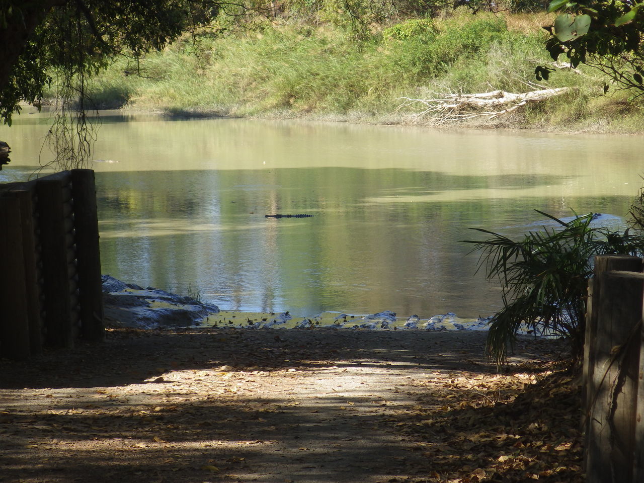 VIEW OF LAKE IN FOREST