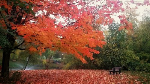 Trees in park during autumn