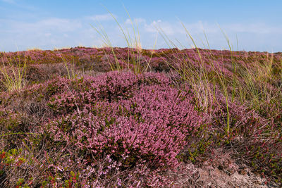 Purple flowering plants on field against sky