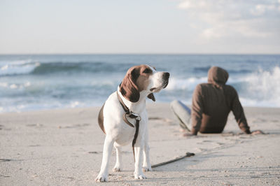 Two dogs on beach