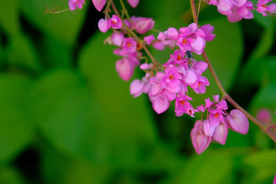 Coral vine and bee very beautiful in nature.