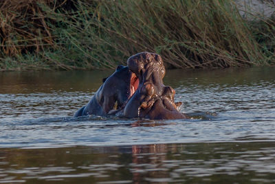 Horse swimming in a lake