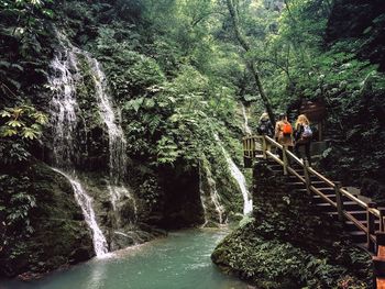 Scenic view of waterfall in forest