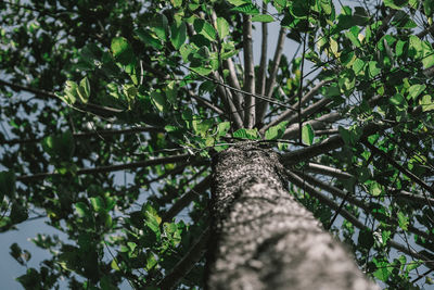 Trees in the dark