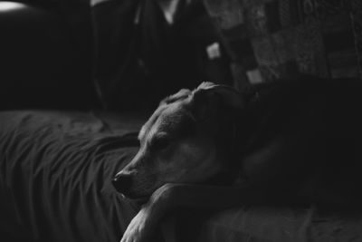 Close-up of dog resting on bed at home