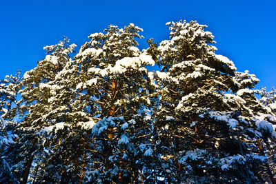 Low angle view of trees against clear blue sky