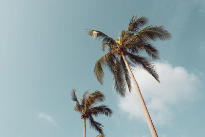 Low angle view of coconut palm tree against sky