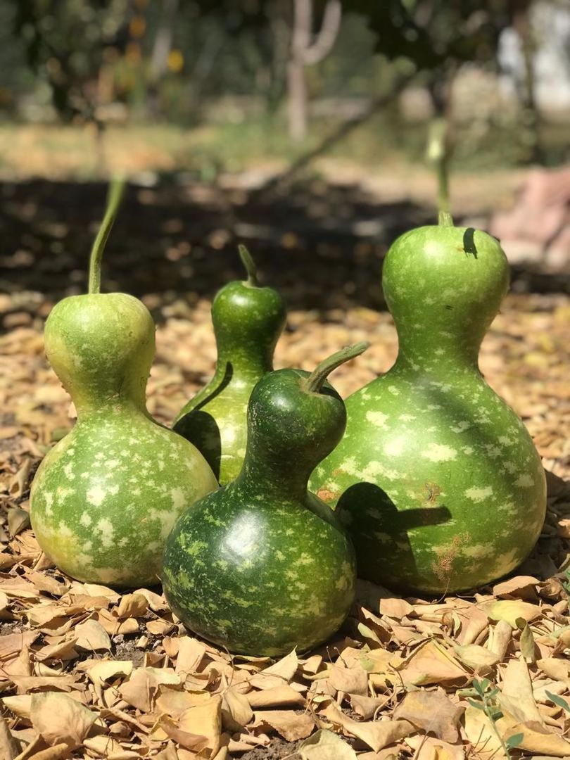 CLOSE-UP OF FRUITS GROWING ON TREE