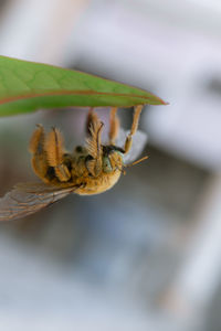 Close-up of bee on leaf