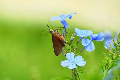 Butterfly on plumbago