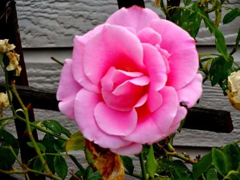 Close-up of pink rose