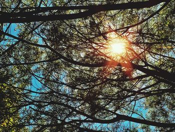 Low angle view of sun shining through trees