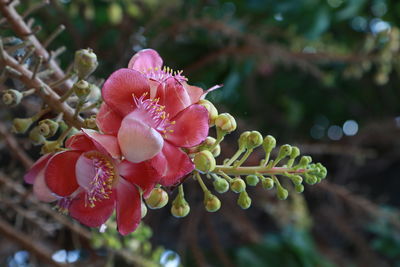 Close-up of pink flower buds growing in garden