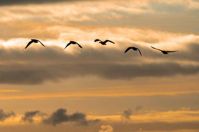 Low angle view of birds flying in sky