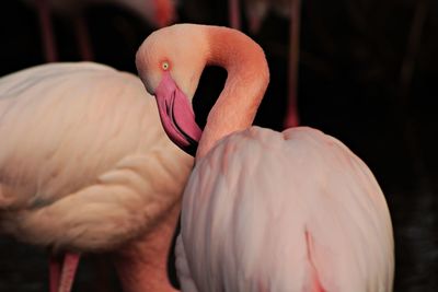 Close-up of a pink flamingo