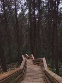 Wooden footbridge amidst trees in forest