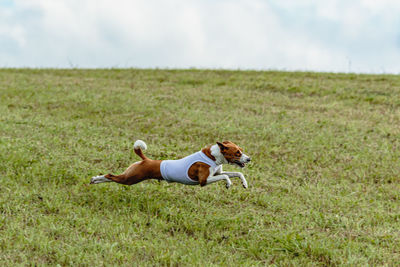 Running basenji dog in white jacket across the meadow on lure coursing competition