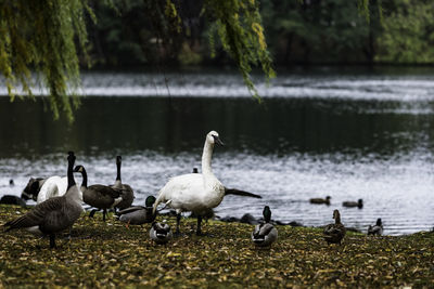 Swans and ducks on lake