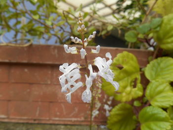 Close-up of white flowers on branch