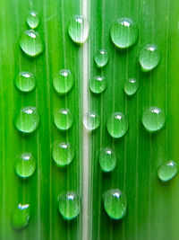 Full frame shot of wet green leaves