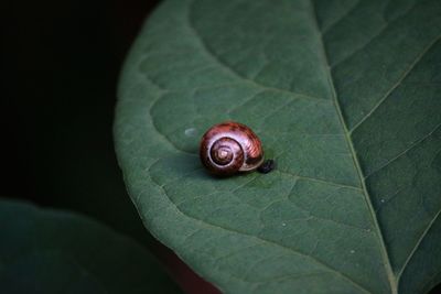 Close-up of snail on green leaf