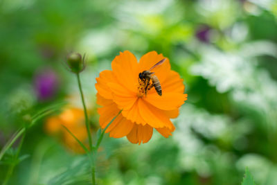 Close-up of insect on flower