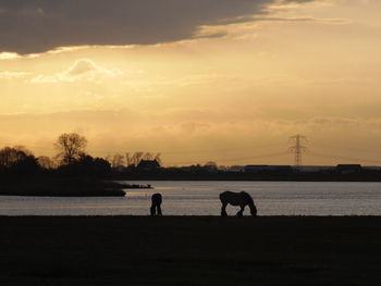 Silhouette of dog against sky at sunset