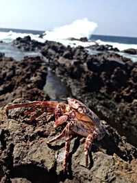 Close-up of crab on rock