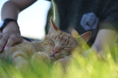 Close-up of cat sleeping outdoors