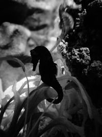 Close-up of bird perching on water