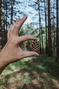 Cropped image of person hand on plant in forest