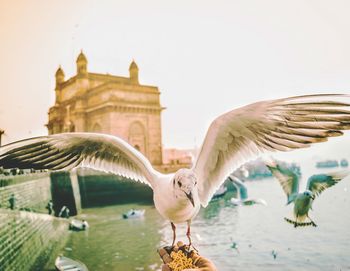 Seagulls flying over a building