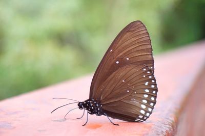 Butterfly on leaf