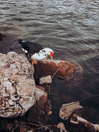 High angle view of bird perching on rock by lake