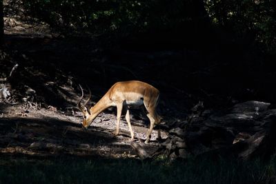 Deer in a forest