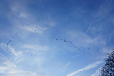 Low angle view of birds flying in sky