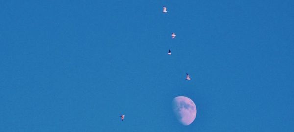 Low angle view of bird flying against blue sky