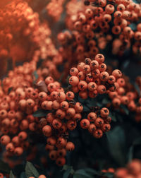 Close-up of fruits growing on plant