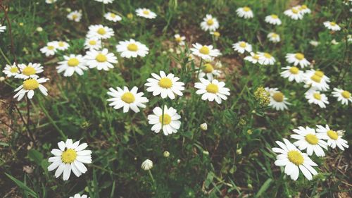 Close-up of daisies blooming on field