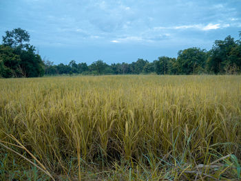 Scenic view of agricultural field against sky