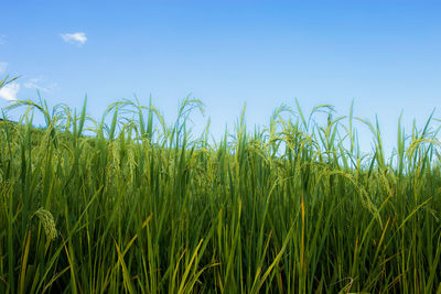 Crops growing on field against blue sky