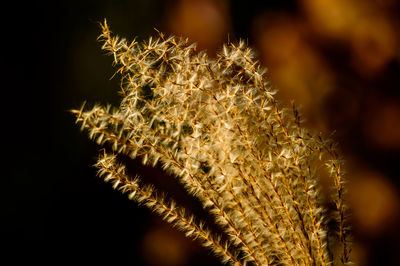 Close-up of flowers at night