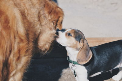 Close-up of dog with its young