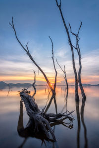 Bare tree branch against sky during sunset