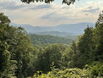Scenic view of forest and mountains against sky