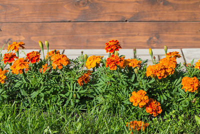 Close-up of orange flowers