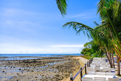 Palm trees on beach against sky